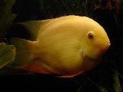 ყვითელი თევზი Severum (Cichlasoma severum, Heros serverus) ფოტო