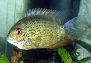 Плямистий Риба Цихлазома Северум (Дискус Помилковий) (Cichlasoma severum, Heros serverus) фото