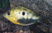 Cętkowany Ryba Pomarańczowy Chromide (Etroplus maculatus) zdjęcie