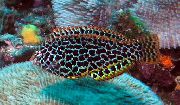 მყივანი თევზი Leopard Wrasse (Macropharyngodon meleagris) ფოტო