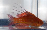 წითელი თევზი Filamented Flasher-Wrasse (Paracheilinus filamentosus) ფოტო