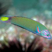 Verde Pesce Lyretail Wrasse, Thalassoma Lunare  foto