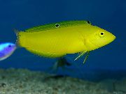Žlutý Ryby Žlutá Wrasse, Zlatý Wrasse, Kanárek Pyskoun (Halichoeres chrysus) fotografie