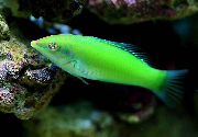Πράσινος ψάρι Πράσινο Γύλοι, Παστέλ Πράσινο Wrasse (Halichoeres chloropterus) φωτογραφία