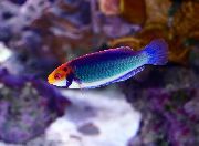 altın Balık Kırmızı Gözlü Peri-Wrasse (Cirrhilabrus solorensis) fotoğraf