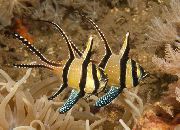 条纹  邦盖红衣主教鱼 (Pterapogon kauderni) 照片