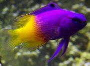 Пурпурен Риба Фея Basslet (Gramma loreto, Royal gramma) снимка