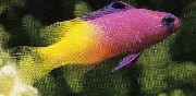 Ποικιλόχρους ψάρι Νεράιδα Basslet (Gramma loreto, Royal gramma) φωτογραφία
