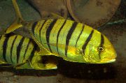 Pruhované Ryby Zlatá Trevally (Gnathanodon speciosus) fotografie
