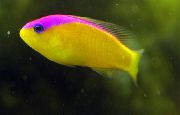 geltonas Žuvis Violetinė Juostelė Dottyback (Pseudochromis diadema) nuotrauka