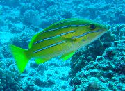 Κίτρινος ψάρι Bluestripe Λυθρίνι (Lutjanus kasmira) φωτογραφία