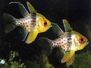 モトリー フィッシュ 枢機卿の魚を発見 (Sphaeramia nematoptera, Apogon nematoptera) フォト
