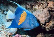 Azul Peixe Maculosus Angelfish (Pomacanthus maculosus, Pomacanthus striatus) foto