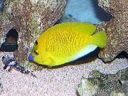 aquarium fish Flagfin Angelfish Apolemichthys trimaculatus, Holacanthus trimaculatus yellow