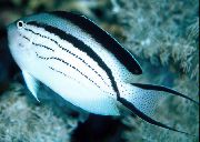 Lamarcks Angelfish stripete Fisk