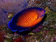Listrado Peixe Coral Beauty Angelfish (Centropyge bispinosa) foto