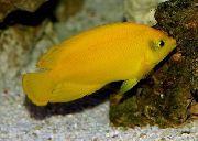 Κίτρινος ψάρι Κίτρινο Αγγελόψαρα (Centropyge heraldi) φωτογραφία