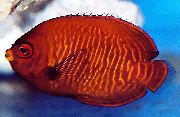 წითელი თევზი ოქროს ანგელოზი (Centropyge aurantia) ფოტო