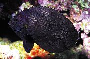 Fekete  Fekete Nox Vitorláshal, Éjfél Vitorláshal (Centropyge nox) fénykép