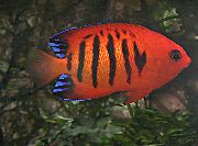 Червен Риба Пламък Скалариите (Centropyge loricula) снимка
