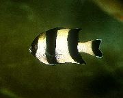 ზოლიანი თევზი ოთხი ზოლის Damselfish (Dascyllus melanurus) ფოტო