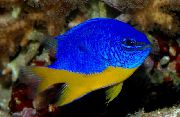 Eterogeneo Pesce Castagnole Azzurre (Chrysiptera hemicyanea) foto