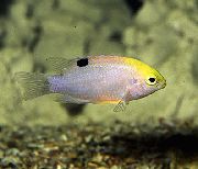 сребро Риба Дамселфисх Талбот (Chrysiptera talboti) фотографија
