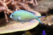 მწვანე თევზი Chromis  ფოტო