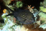 црн Риба Цхромис (Chromis) фотографија