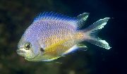 ოქროს თევზი Chromis  ფოტო
