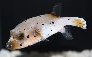 taškuotas Žuvis Arothron Šunų Veido Puffer (Arothron nigropunctatus) nuotrauka