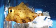 Amarelo Peixe Yellow Boxfish (Tetrosomus gibbosus) foto