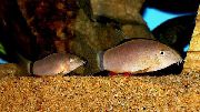 аквариумные рыбки Боция Морлета коричневый для аквариума, 