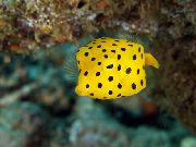 geltonas Žuvis Cubicus Boxfish (Ostracion cubicus) nuotrauka