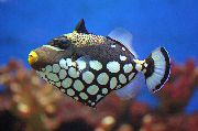 taškuotas Žuvis Klounas Triggerfish (Balistoides conspicillum) nuotrauka