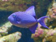 Bleu poisson Niger Balistes, Dent Rouge Balistes (Odonus niger) photo