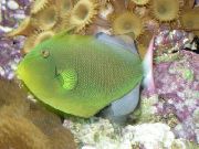 Grøn  Pinktail Aftrækkerfisk (Melichthys vidua) foto