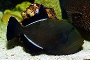 Negru Pește Triggerfish Negru Hawaiian (Melichthys niger) fotografie