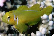 Гобиодон лимонный (Жёлтый коралловый бычок) Gobiodon citrinus