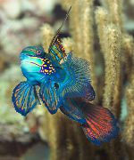 аквариумные рыбки Мандаринка глянцевая (Мавндаринка зеленая, Мандаринка великолепная) пестрый для аквариума, 