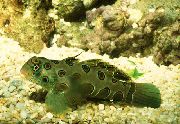 zaļš Zivs Plankumainais Zaļā Mandarīna Zivis (Synchiropus picturatus) foto