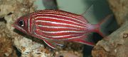 წითელი თევზი გვირგვინი Squirrelfish (Sargocentron diadema) ფოტო