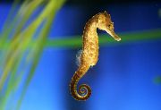 Arany  Torkolata Csikóhal (Hippocampus kuda) fénykép