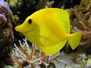 Κίτρινος ψάρι Κίτρινο Tang (Zebrasoma flavescens) φωτογραφία