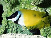 aquarium fish Foxface Lo Siganus vulpinus, Lo vulpinus yellow