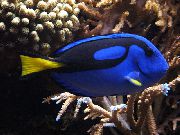 ლურჯი თევზი ყვითელი მუცლის დიდებული ლურჯი Tang (Paracanthurus hepatus) ფოტო