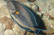 Stribet Fisk Sohal Tang (Acanthurus sohal) foto