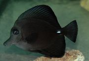 შავი თევზი შავი Tang (Zebrasoma rostratum) ფოტო