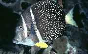 Петнист Риба Горчица Guttatus Tang (Acanthurus guttatus) снимка