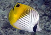 Auriga Butterflyfish çizgili Balık